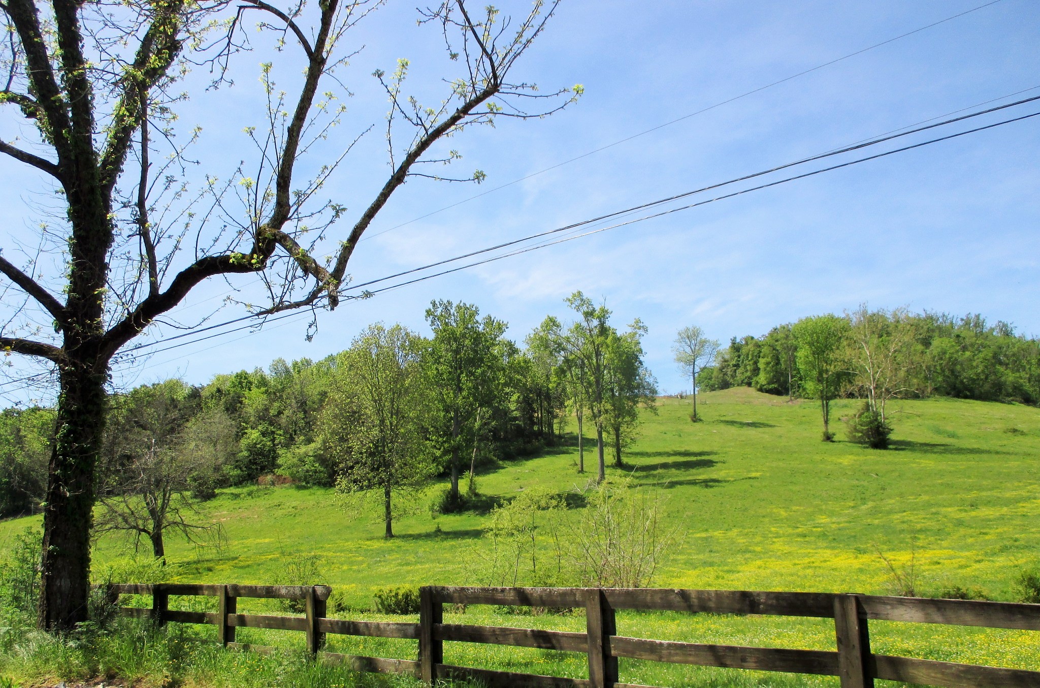 0 Jake Branch Road Beechgrove, TN 37018 - Photo 16 of 23 Gallery Image 16