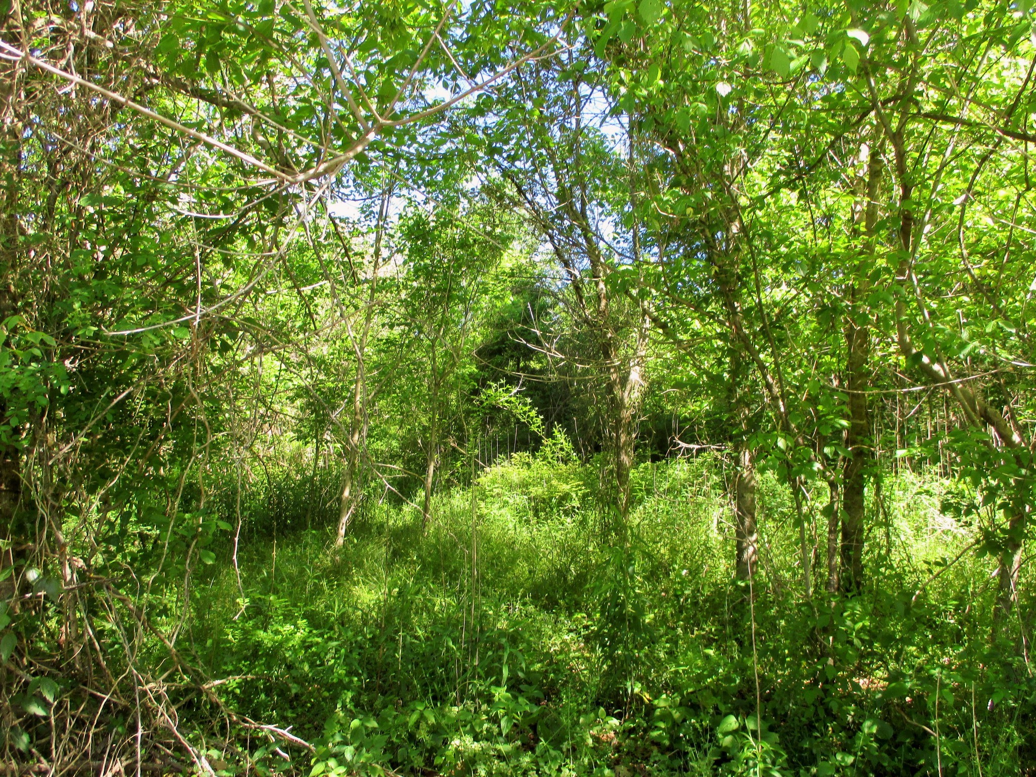Gallery Image 7