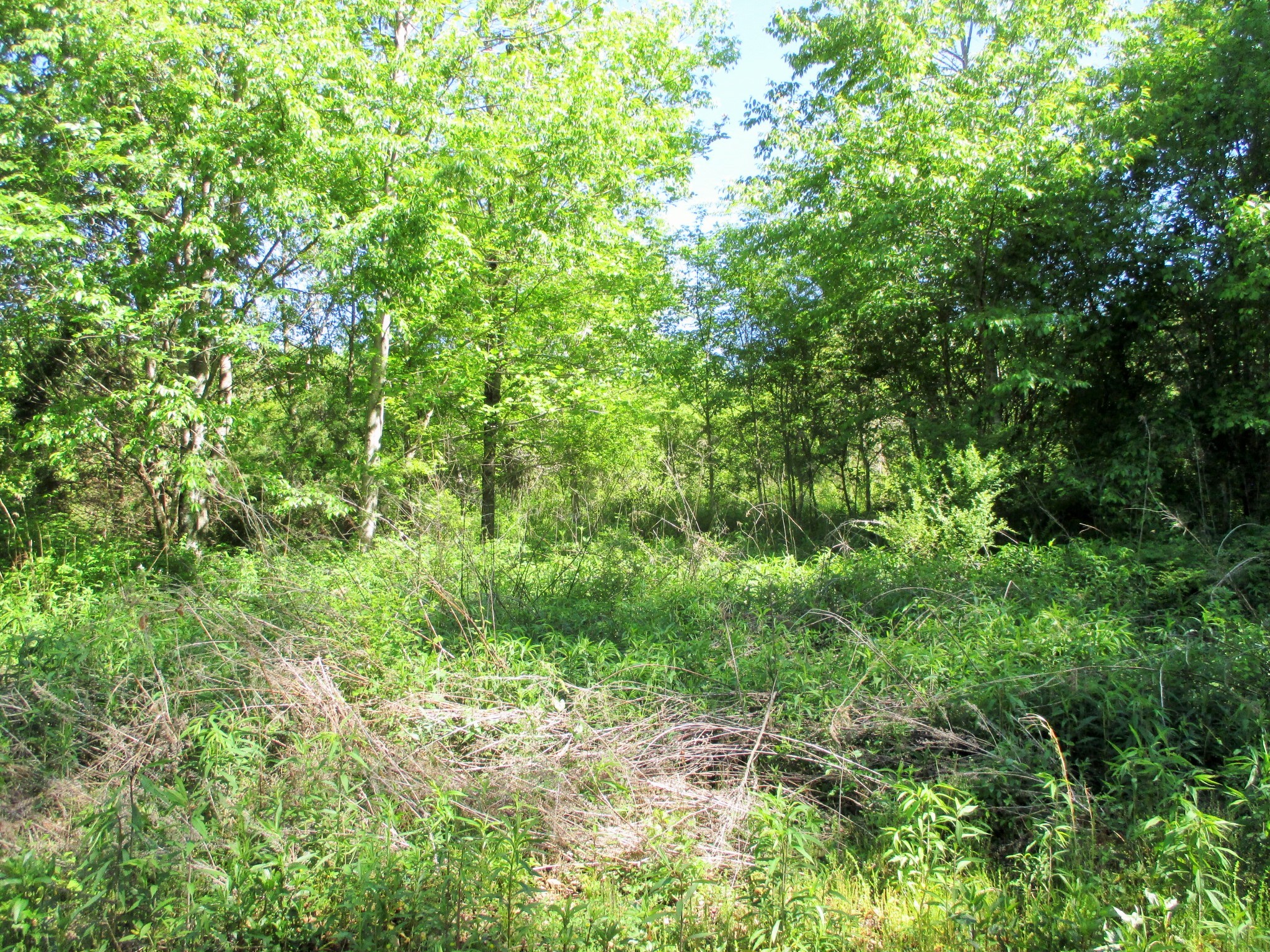 0 Jake Branch Road Beechgrove, TN 37018 - Photo 8 of 23 Gallery Image 8