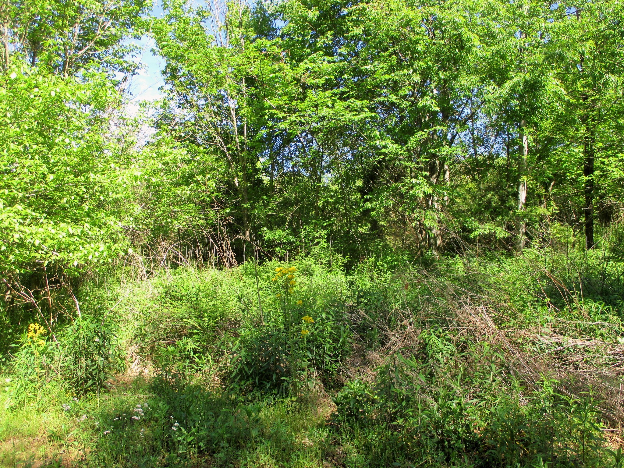 0 Jake Branch Road Beechgrove, TN 37018 - Photo 9 of 23 Gallery Image 9