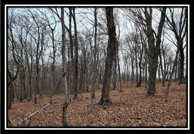 0 Black Run Road, Unit TRACT 8) Chillicothe, OH 45601 - Photo 37 of 47 image039