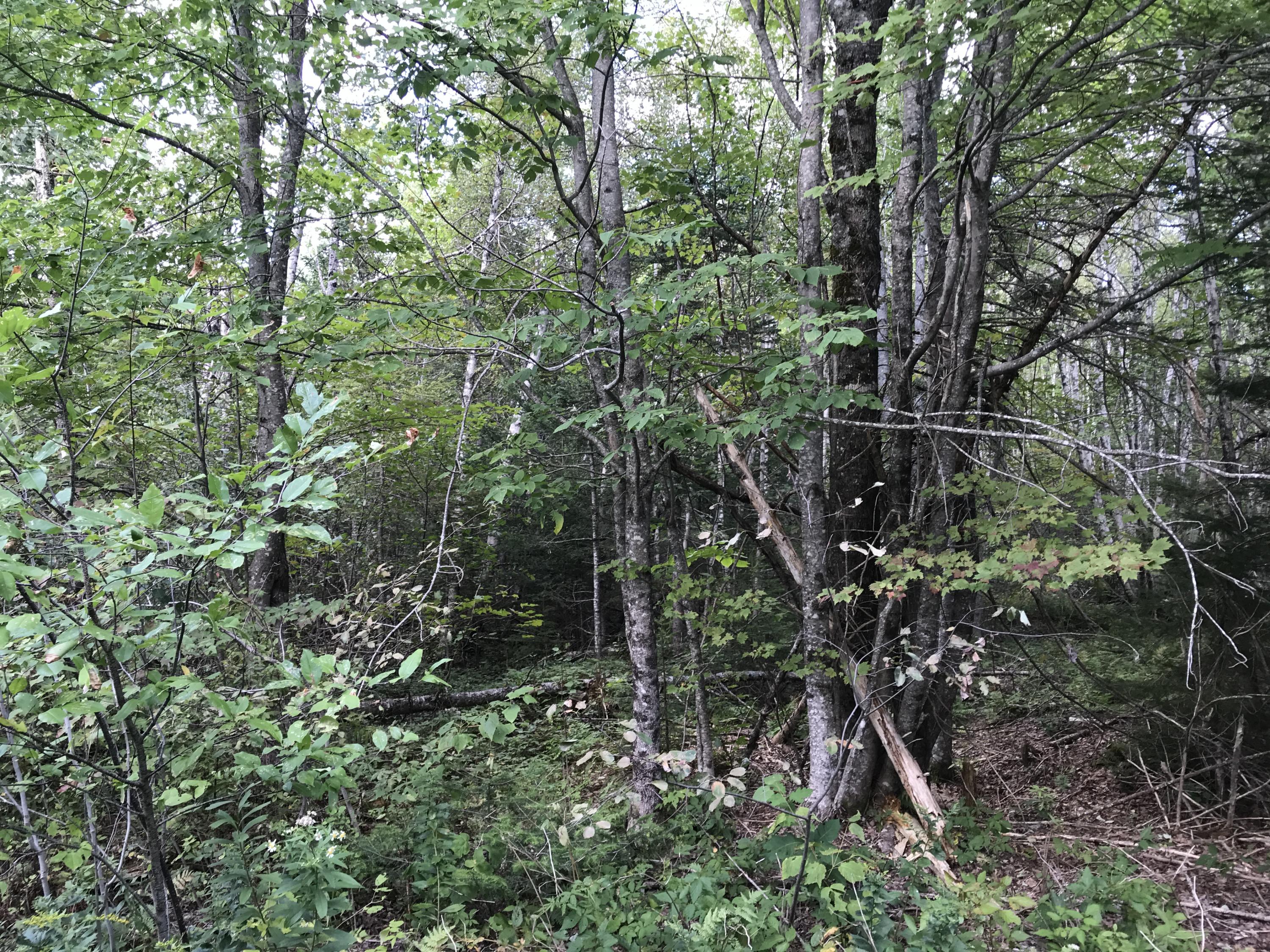 15-16 Ridge Road Robbinston, ME 04671 - Photo 23 of 31 IMG_3186