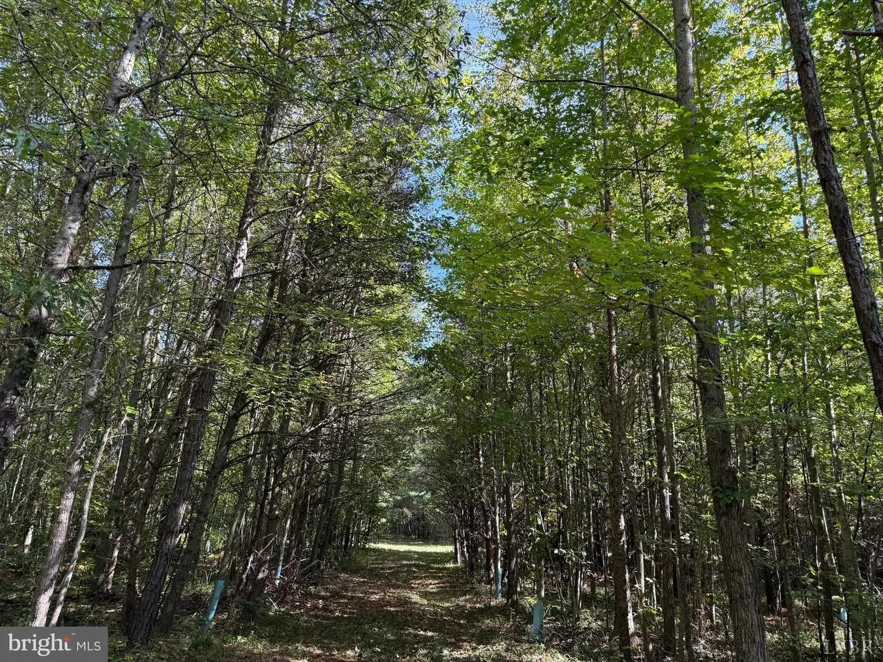 0 Coleman Mountain Road Appomattox, VA 24522 - Photo 15 of 19 a view of a forest with lots of trees
