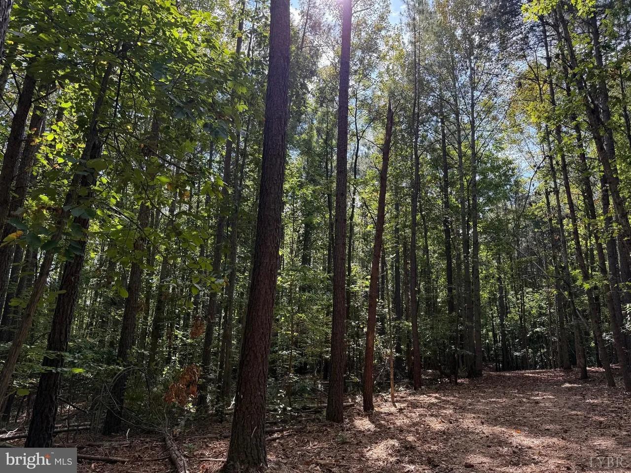 0 Coleman Mountain Road Appomattox, VA 24522 - Photo 3 of 19 a view of forest