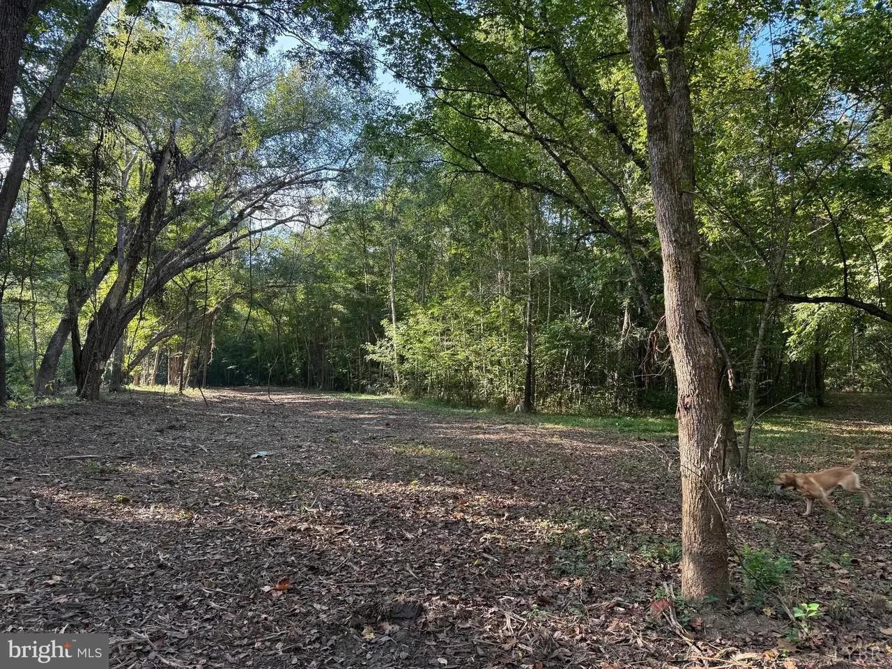 0 Coleman Mountain Road Appomattox, VA 24522 - Photo 4 of 19 a view of a yard with large trees
