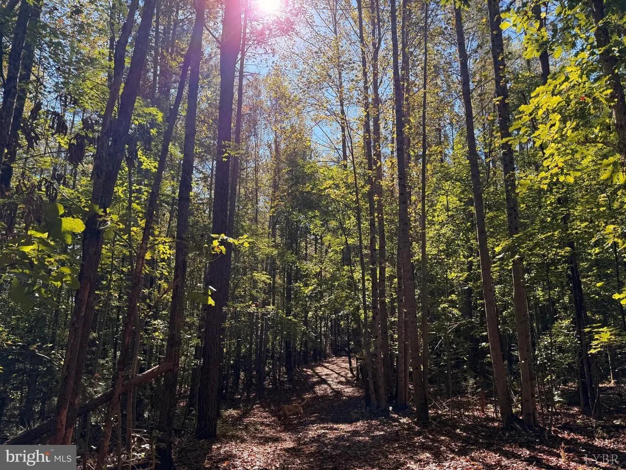 0 Coleman Mountain Road Appomattox, VA 24522 - Photo 5 of 19 a view of a city with lots of bushes