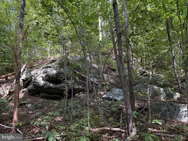 a view of a forest with a tree
