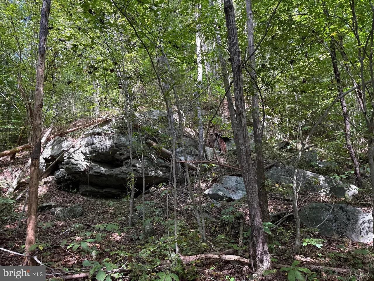 0 Coleman Mountain Road Appomattox, VA 24522 - Photo 6 of 19 a view of a forest with a tree