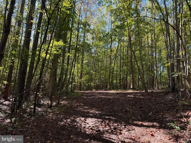 a view of a yard with plants and trees