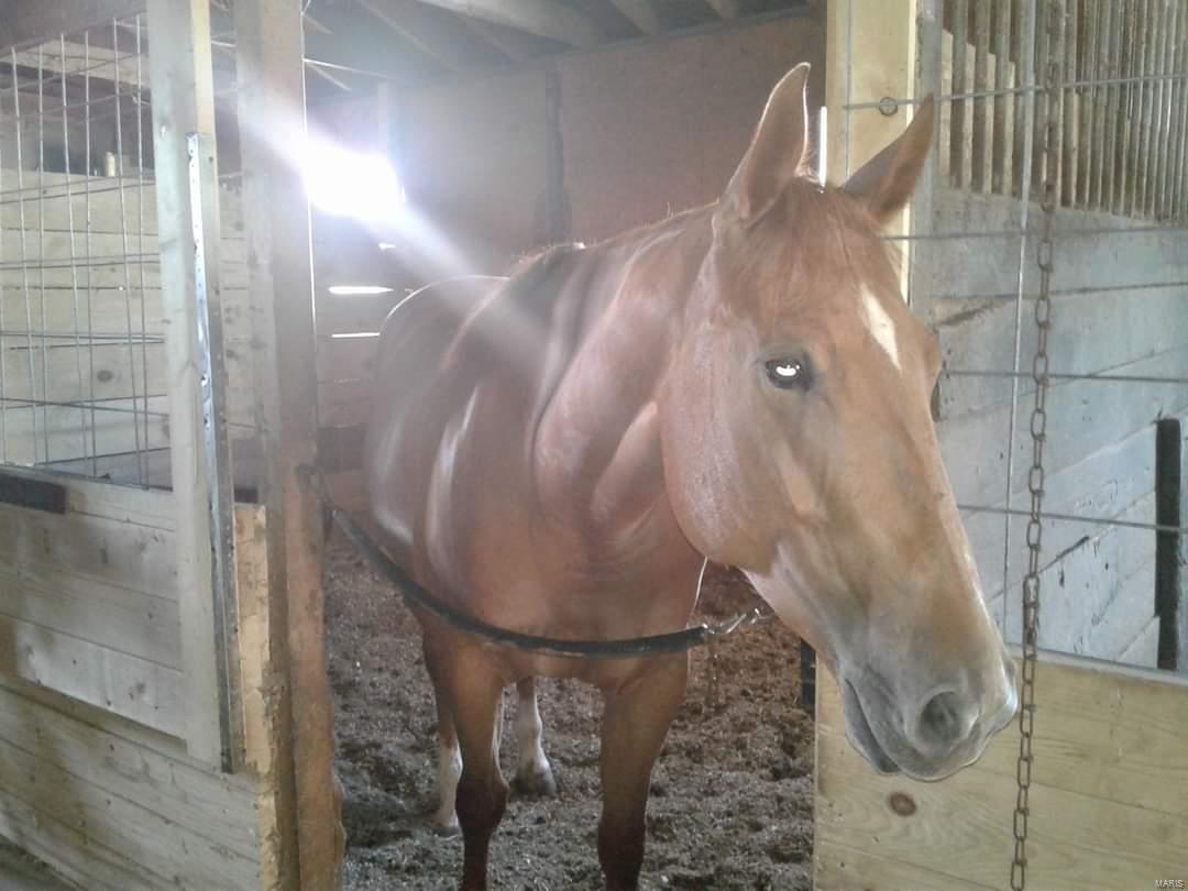 12154 Poggemoeller Road St. Louis, MO 63138 - Photo 8 of 27