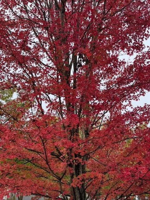 202 Reserve Crossing Canton, GA 30115 - Photo 52 of 56 a backyard of a house