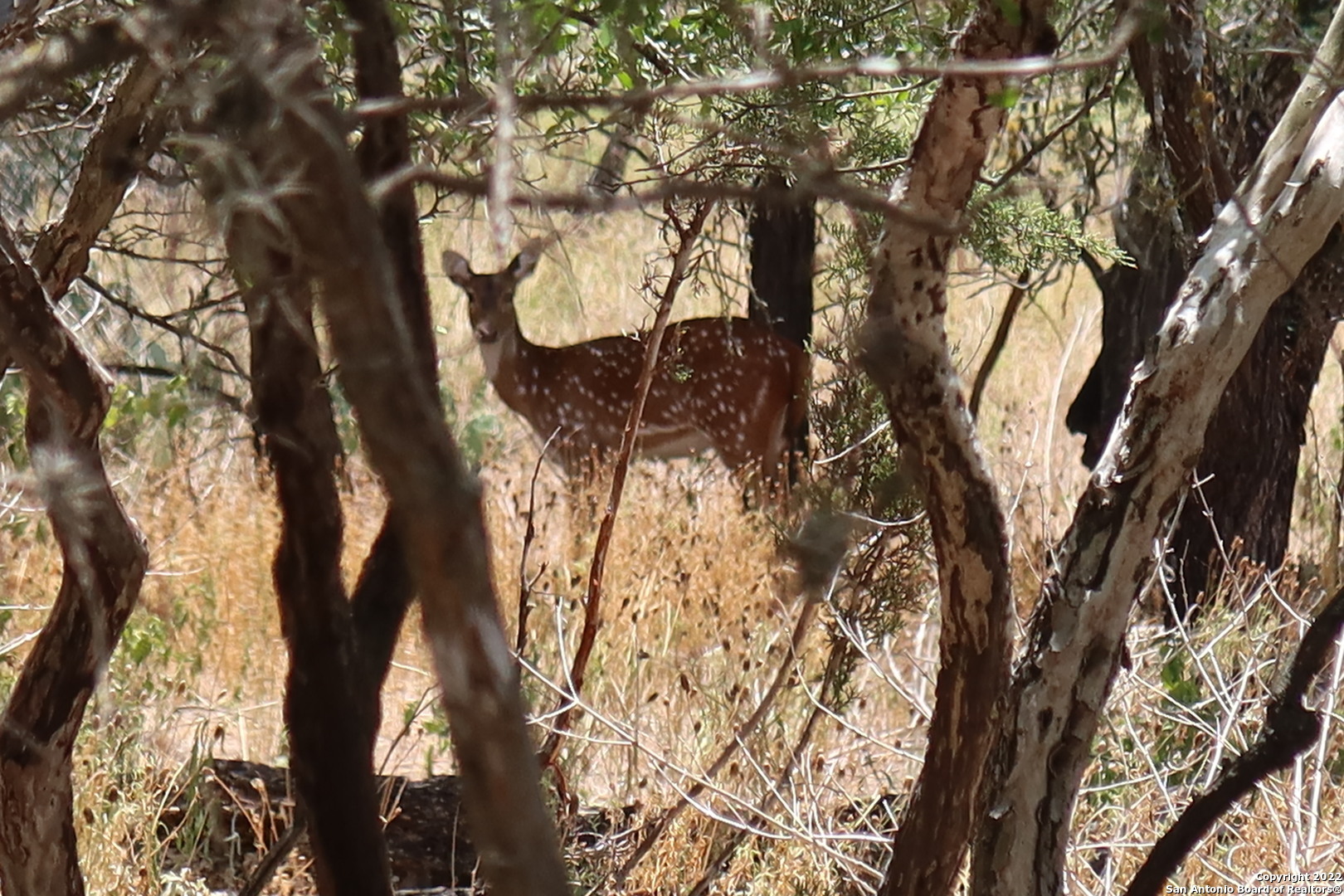 19-20 Cedar Bandera, TX 78003 - Photo 3 of 8