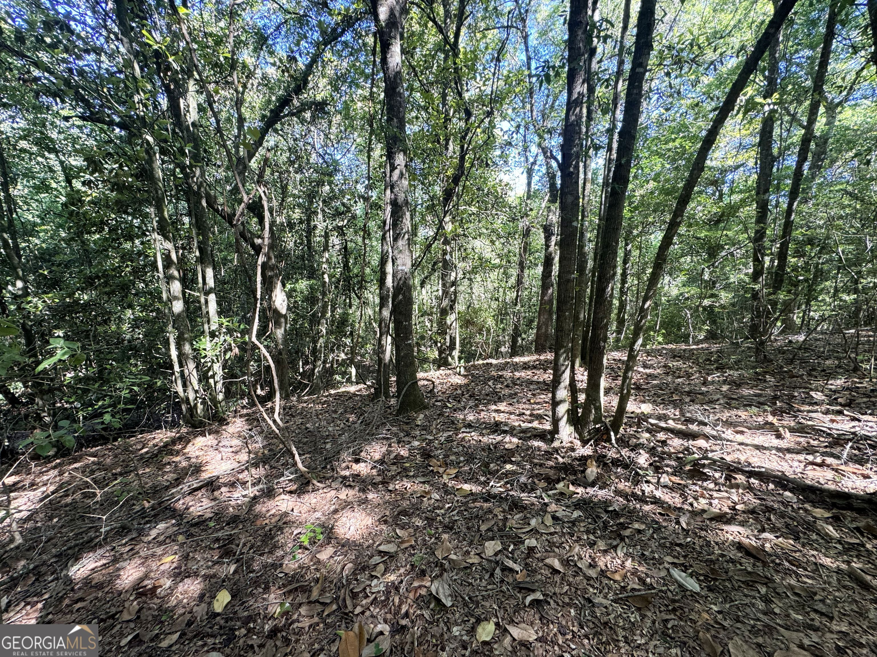 2415 Highway 82 Cuthbert, GA 39840 - Photo 24 of 25 a view of a forest