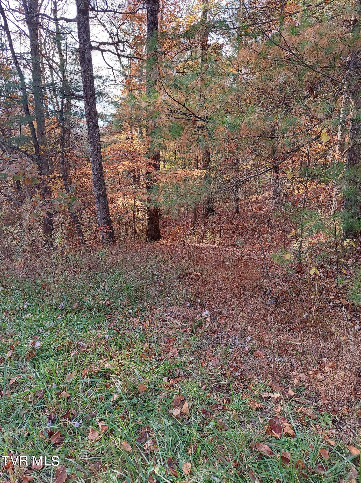 Lot 19 Sugar Maple Way, Unit 19 Del Rio, TN 37727 - Photo 6 of 21 311131481_634046488455775_42092339768786