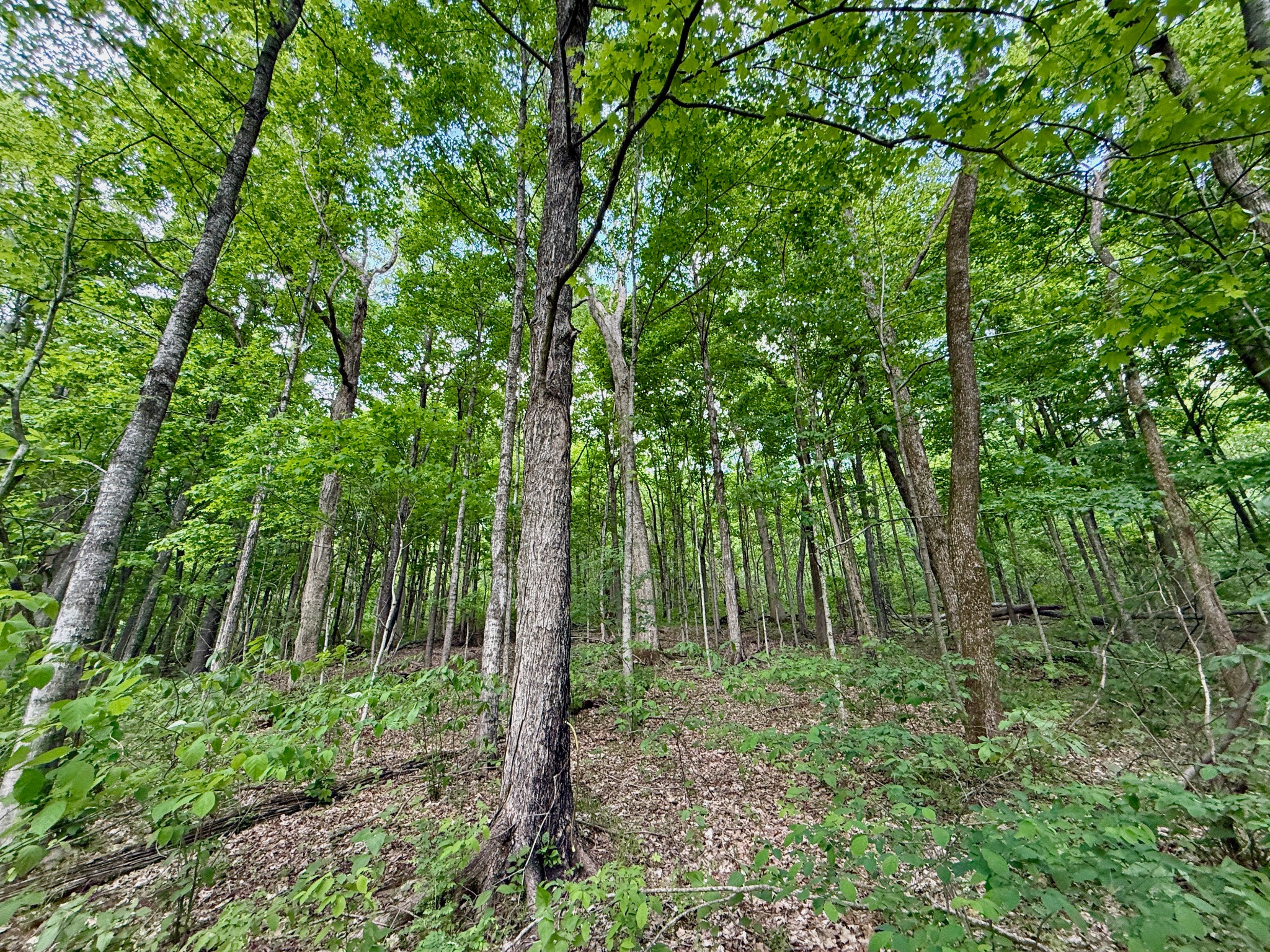 1933 B Chicken Road Lebanon, TN 37090 - Photo 24 of 54