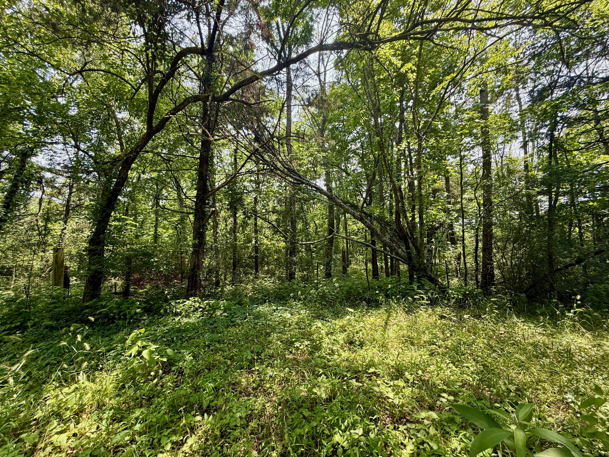 1933 B Chicken Road Lebanon, TN 37090 - Photo 40 of 54