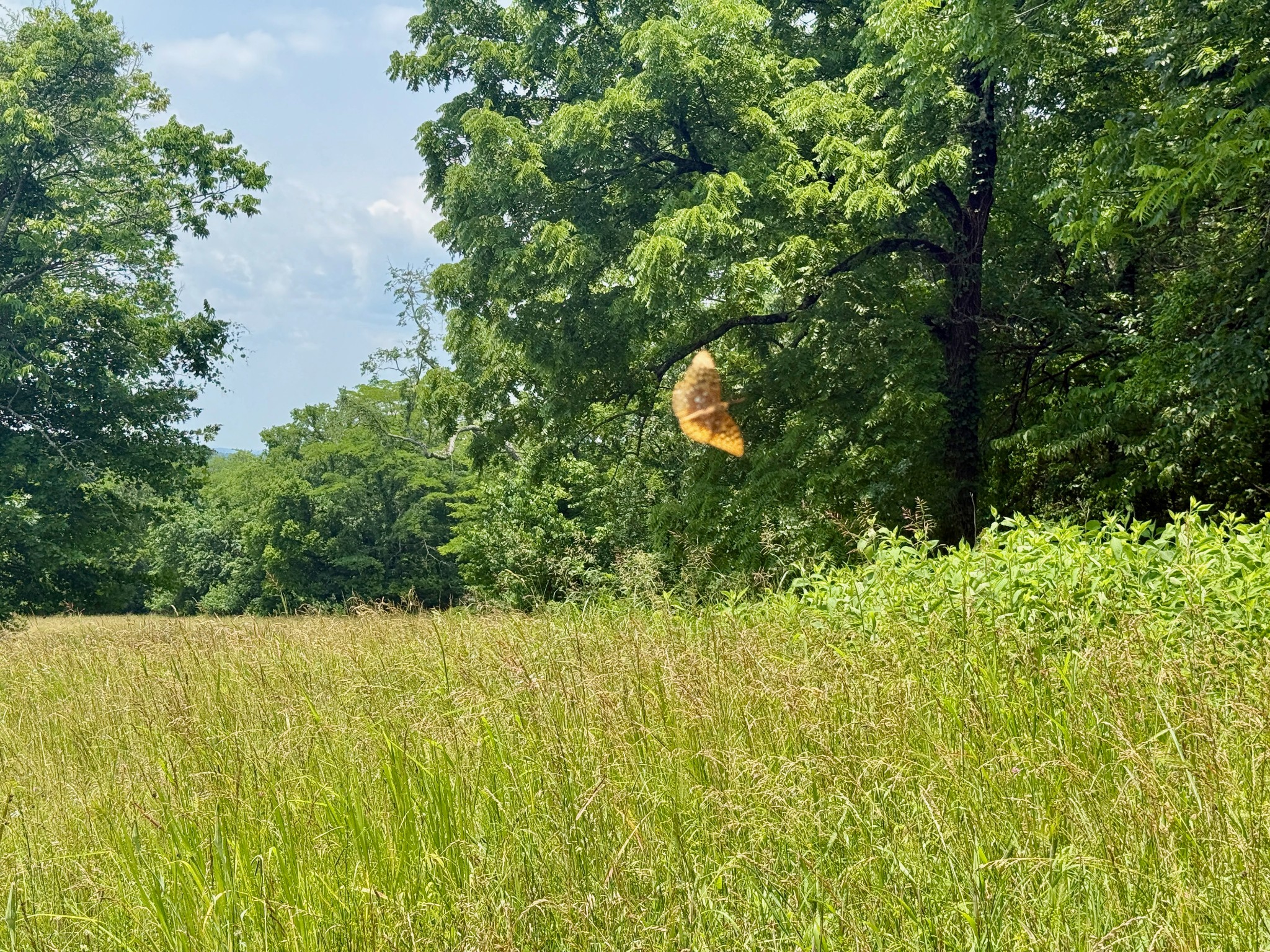 1933 B Chicken Road Lebanon, TN 37090 - Photo 47 of 54