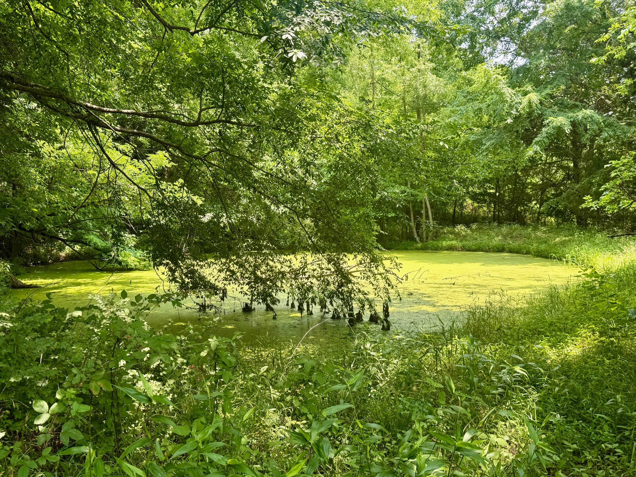 1933 B Chicken Road Lebanon, TN 37090 - Photo 49 of 54