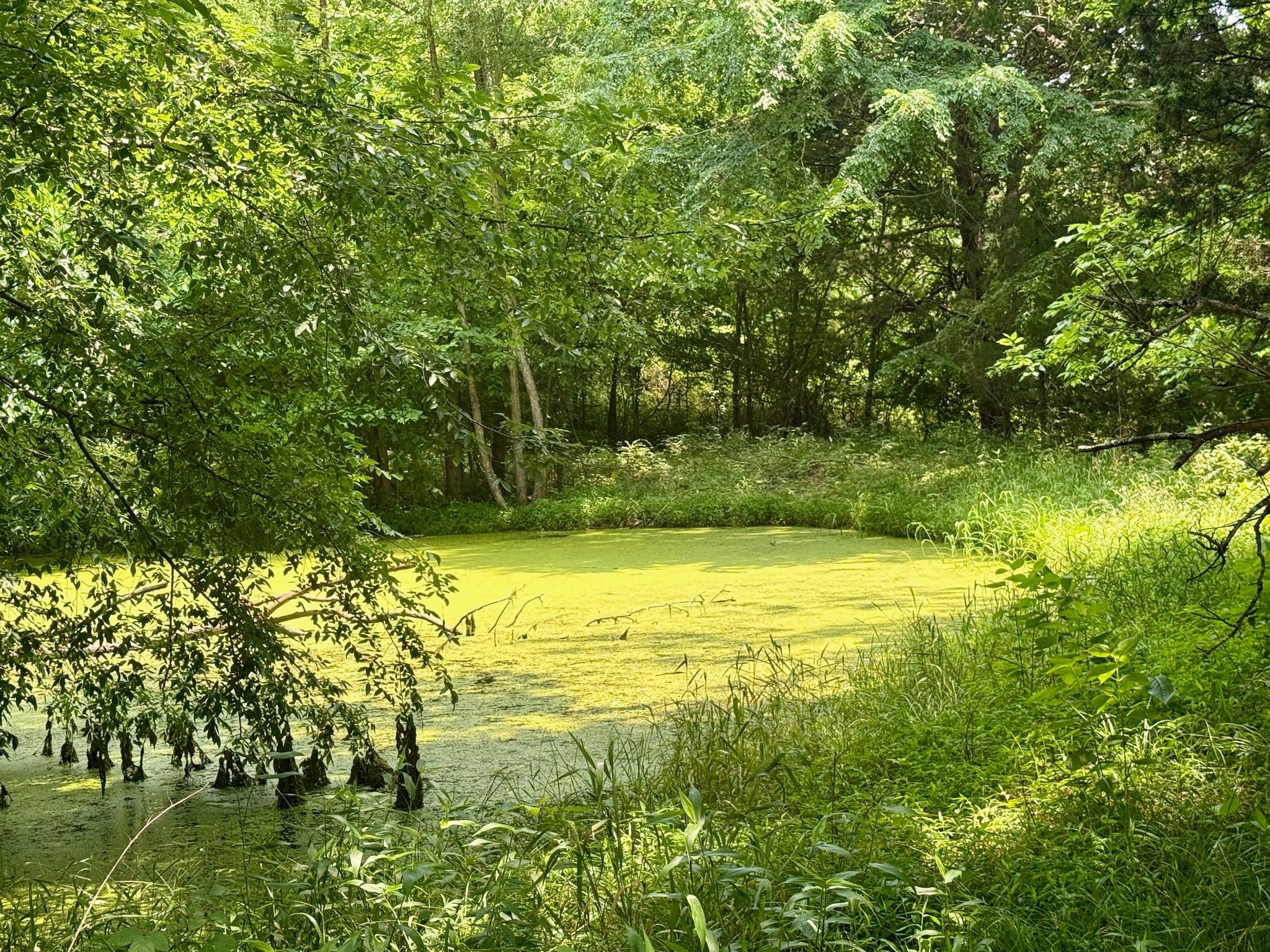 1933 B Chicken Road Lebanon, TN 37090 - Photo 50 of 54