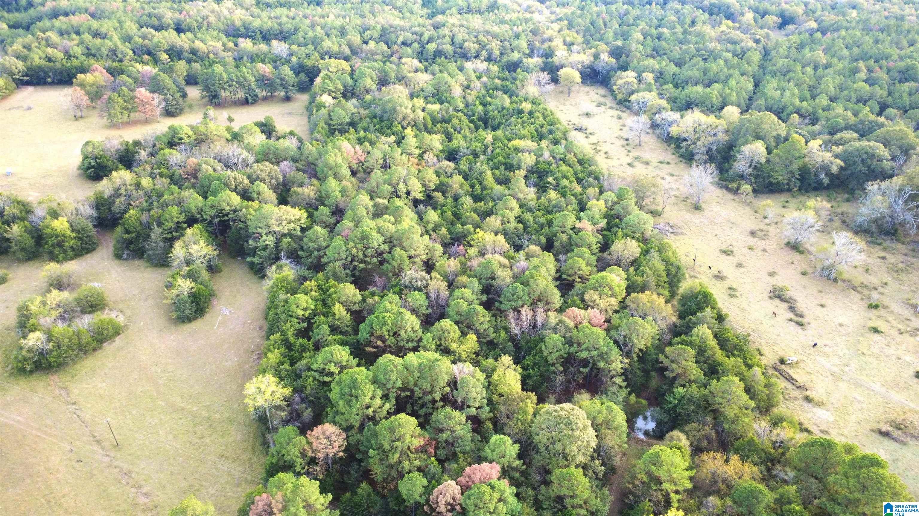 0 Shaw Road Uniontown, AL 36786 - Photo 1 of 8