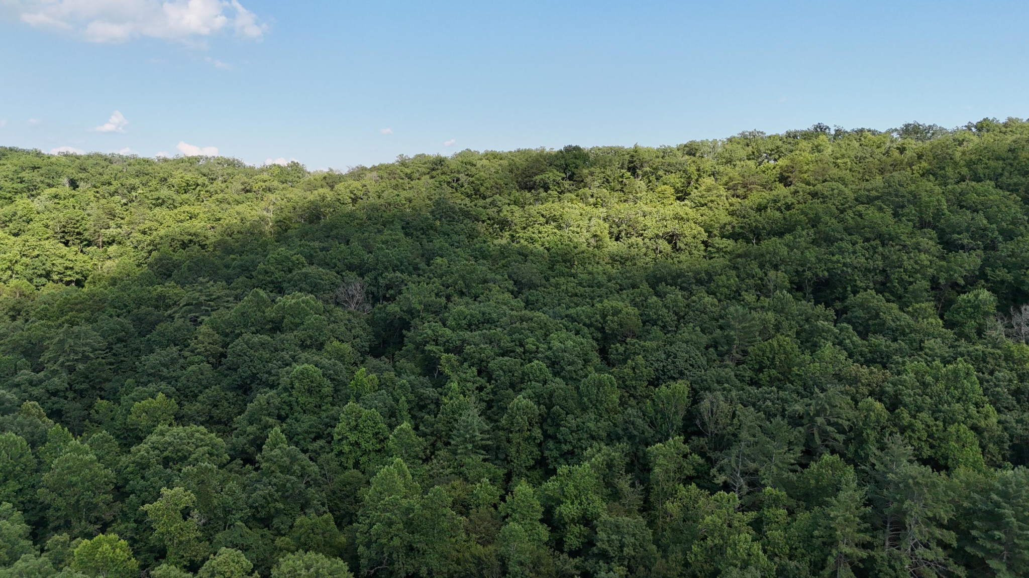 1314 Clifton Cemetery Road Spring City, TN 37381 - Photo 17 of 21 Gallery Image 17