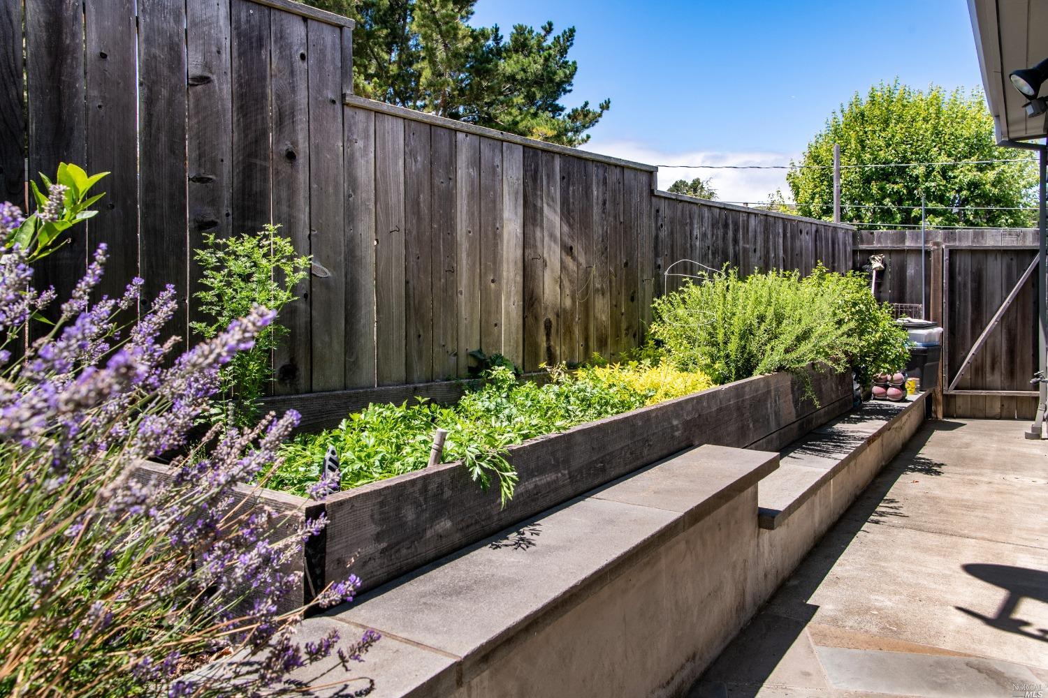 208 Reed Boulevard Mill Valley, CA 94941 - Photo 18 of 47 Like to garden? LOTS of sun to grow your favorite tomatoes.