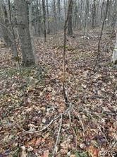 Donnerville Road Russell, NY 13684 - Photo 4 of 4