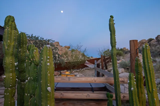 a view of a backyard with plants and tree
