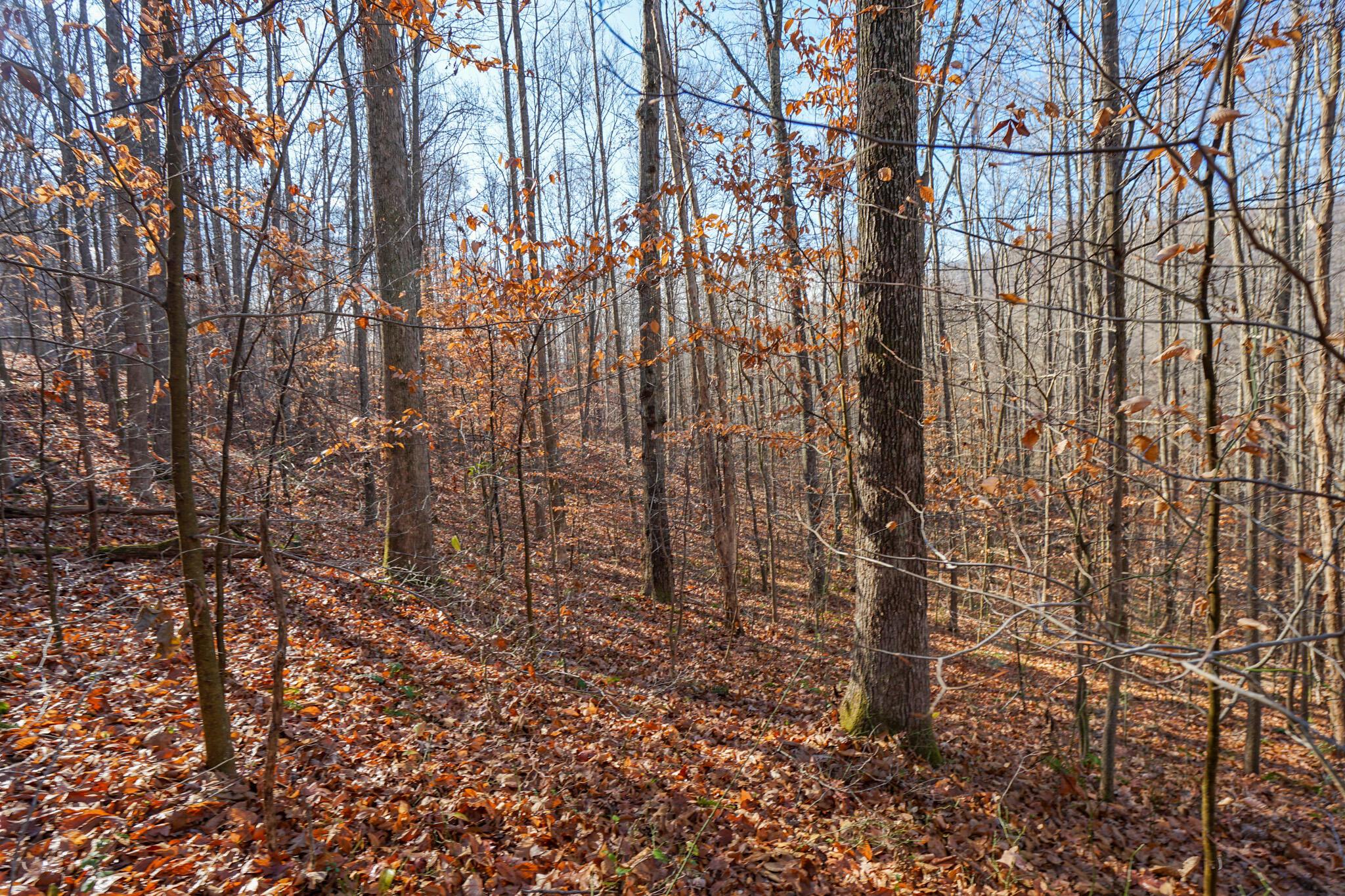 2430 Long Lick Road Stout, OH 45684 - Photo 35 of 47 DSC09759
