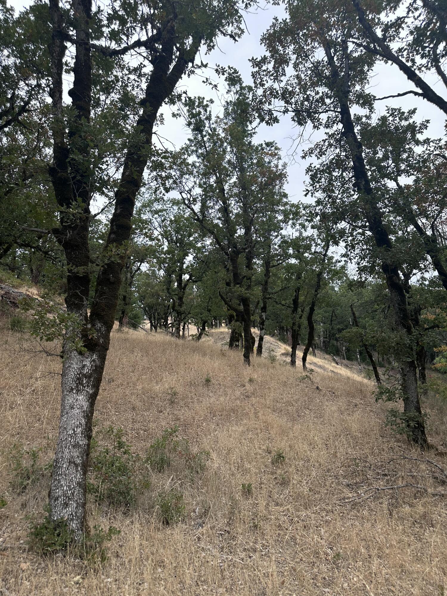 0 River Road Miranda, CA 95553 - Photo 24 of 31