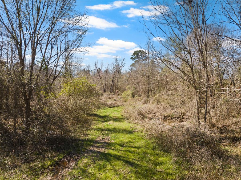 Tbd Nix Street Daingerfield, TX 75638 - Photo 6 of 16 a view of a yard with large trees