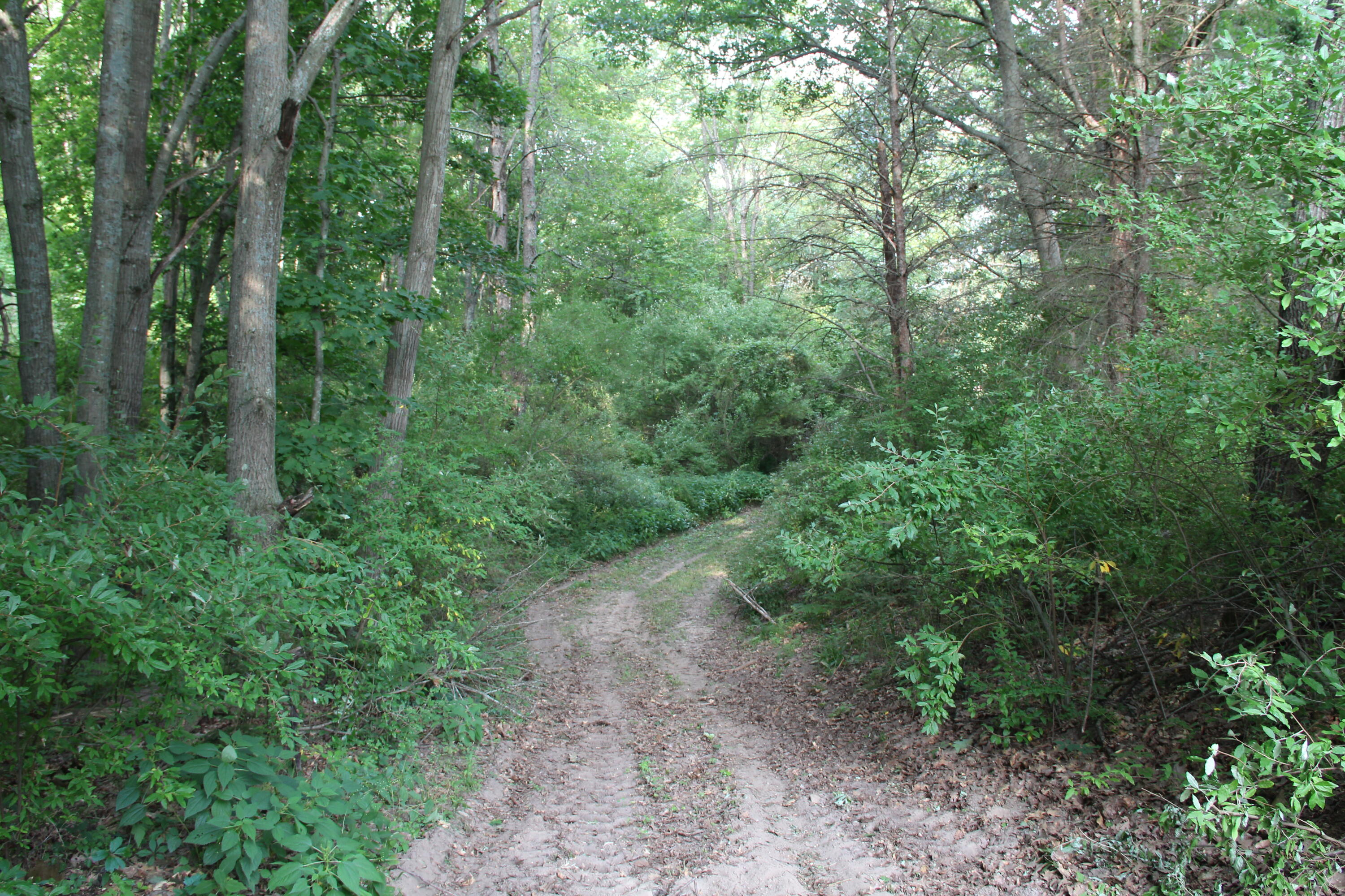V/l East Chauvez Road Custer, MI 49405 - Photo 23 of 41 IMG_8039