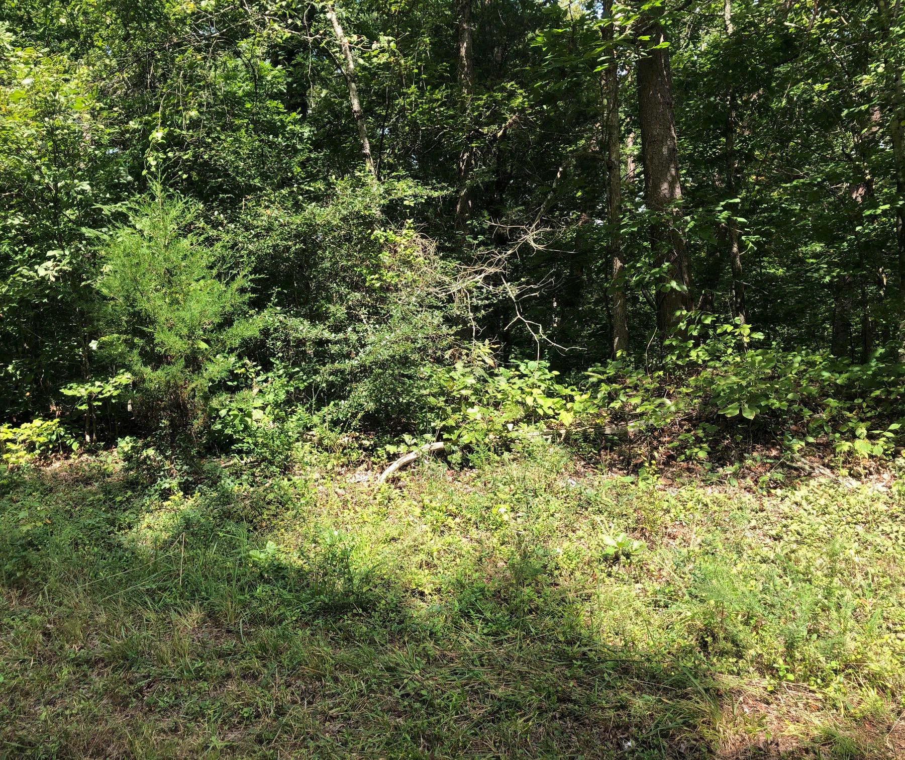 Old Ridge Road Kingston, TN 37763 - Photo 2 of 6 IMG_4877