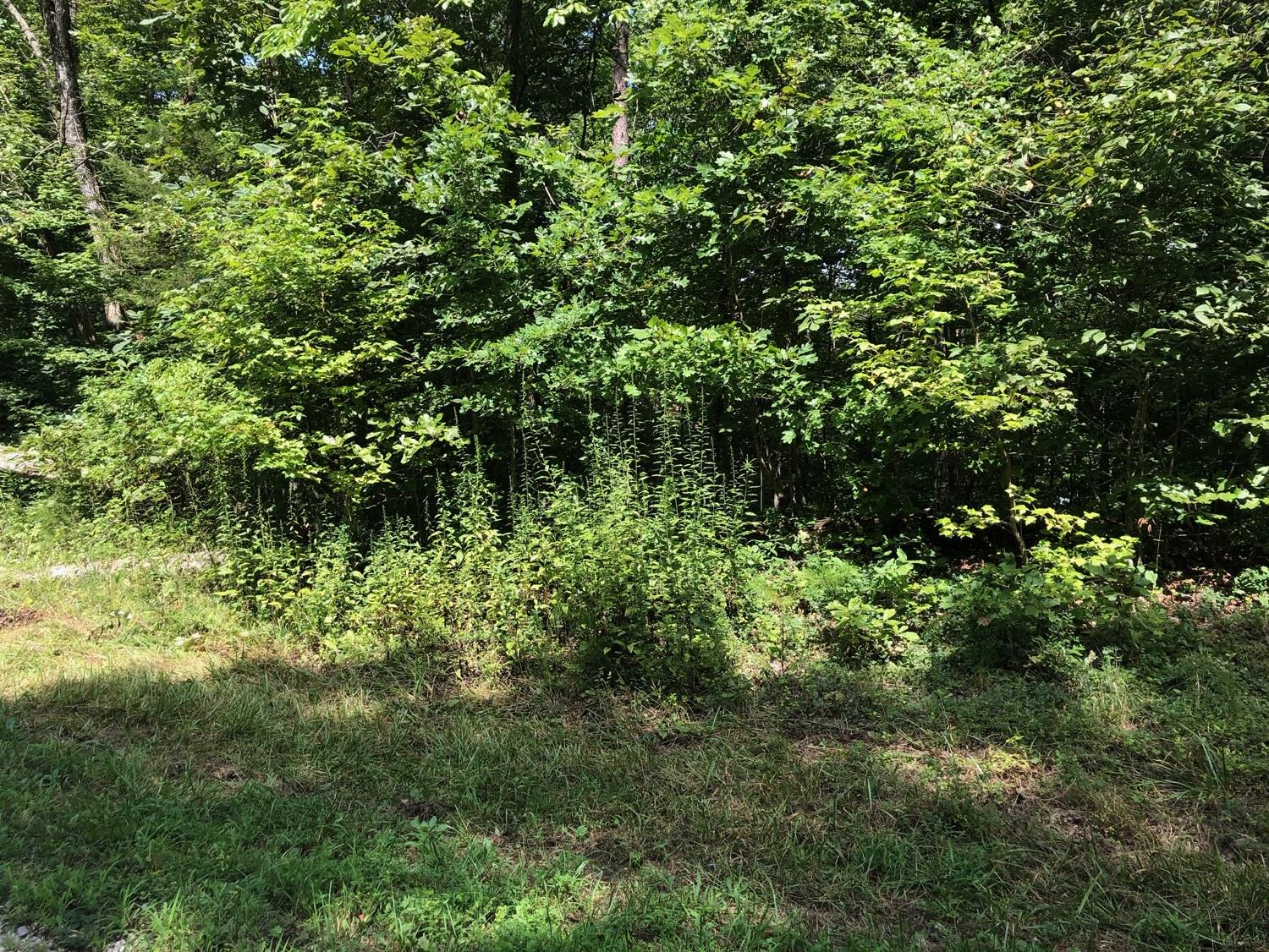 Old Ridge Road Kingston, TN 37763 - Photo 6 of 6 IMG_3751