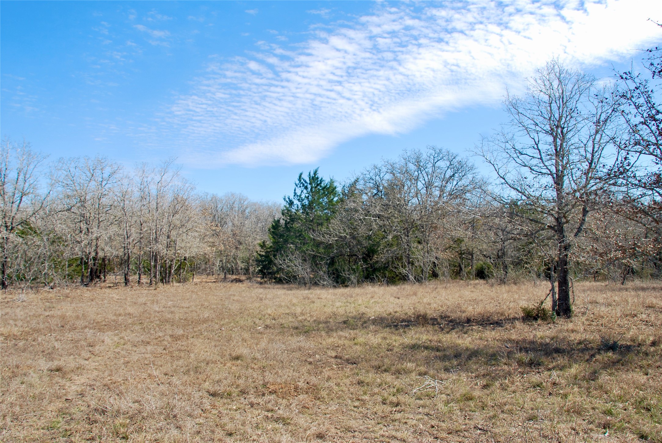 4850 Burke Road Flatonia, TX 78941 - Photo 34 of 45 a view of a dry yard with trees