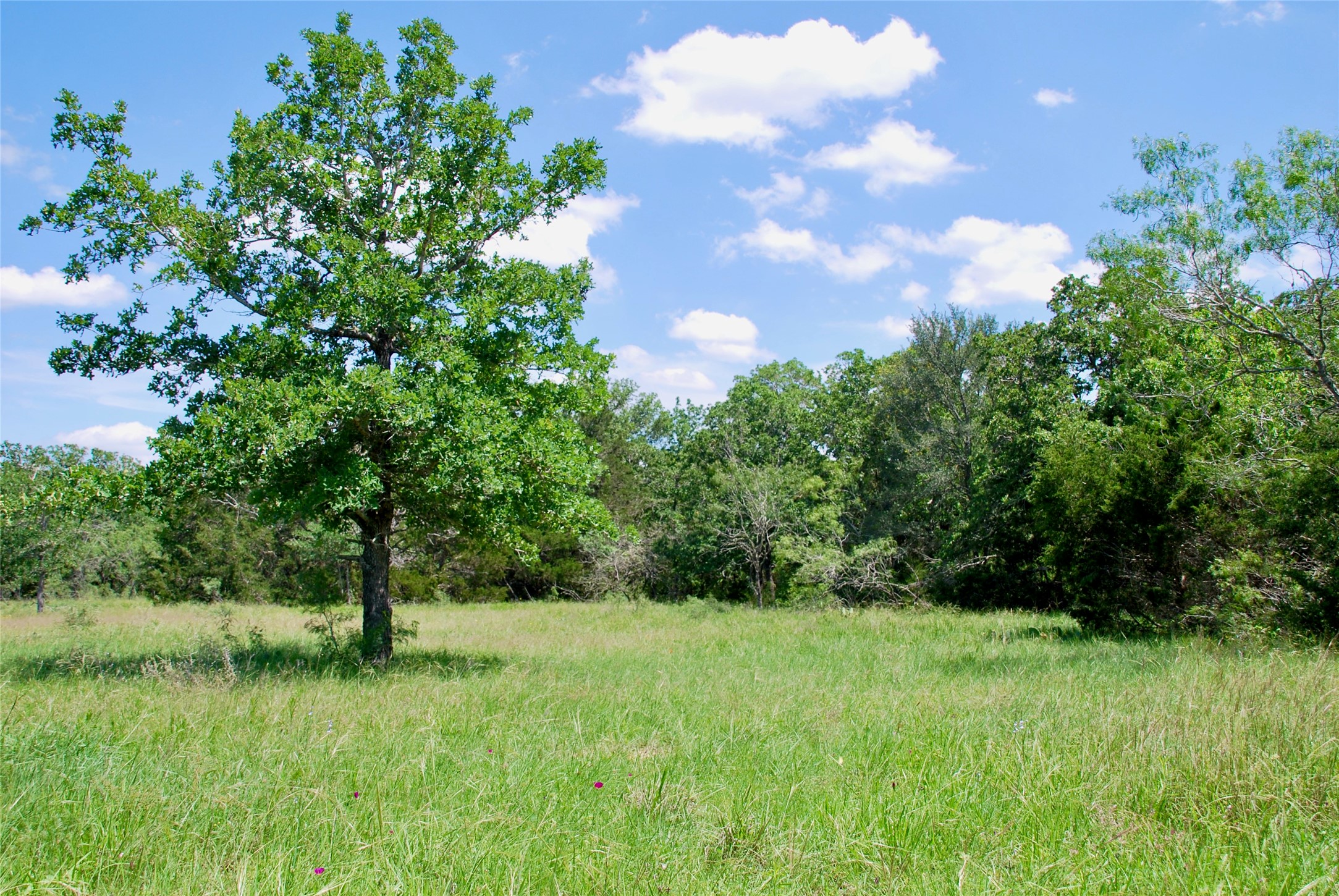 4850 Burke Road Flatonia, TX 78941 - Photo 39 of 46
