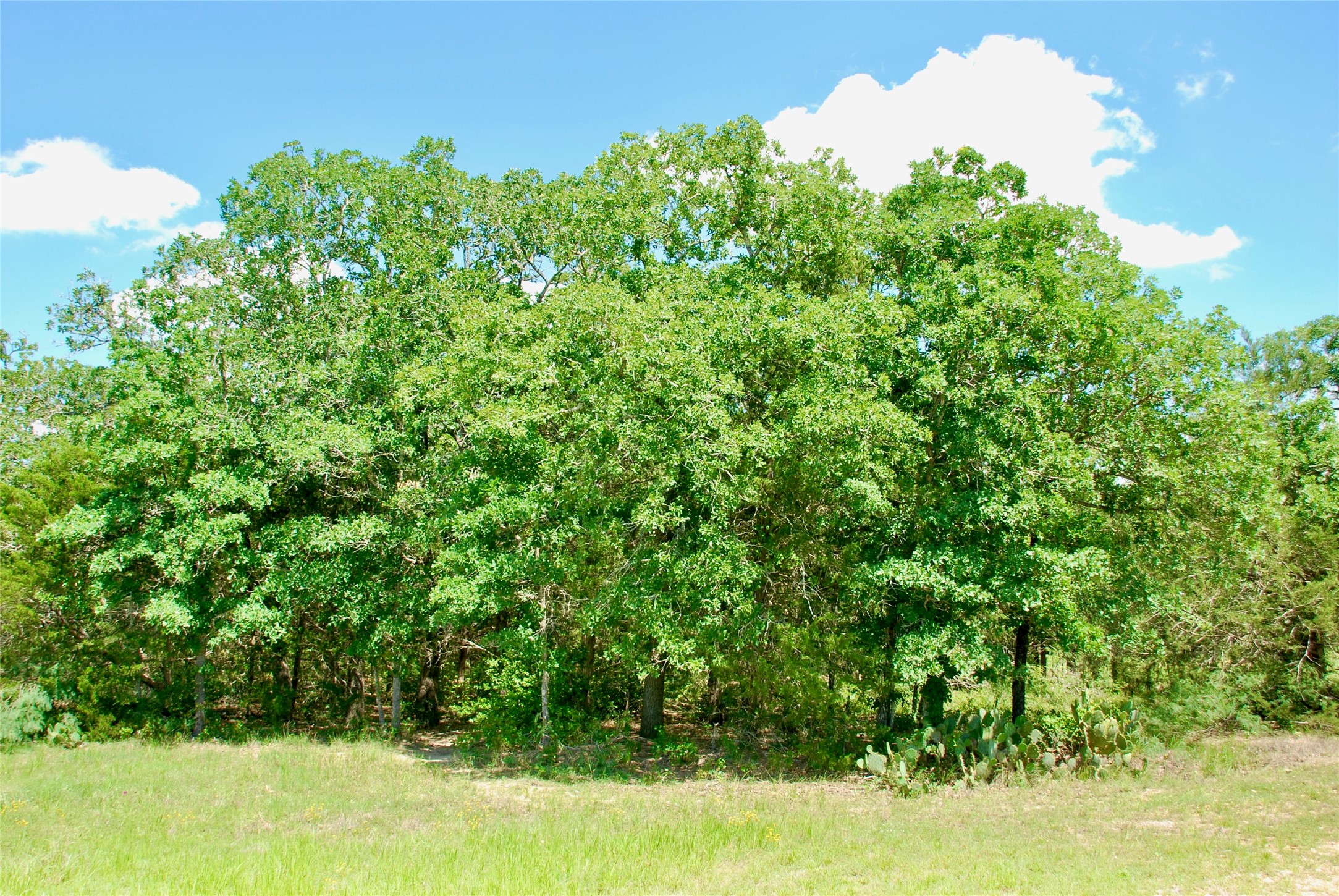 4850 Burke Road Flatonia, TX 78941 - Photo 41 of 46