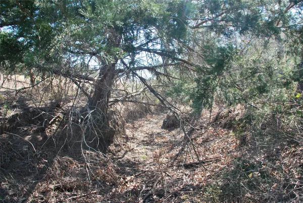 a view of a plants with a tree