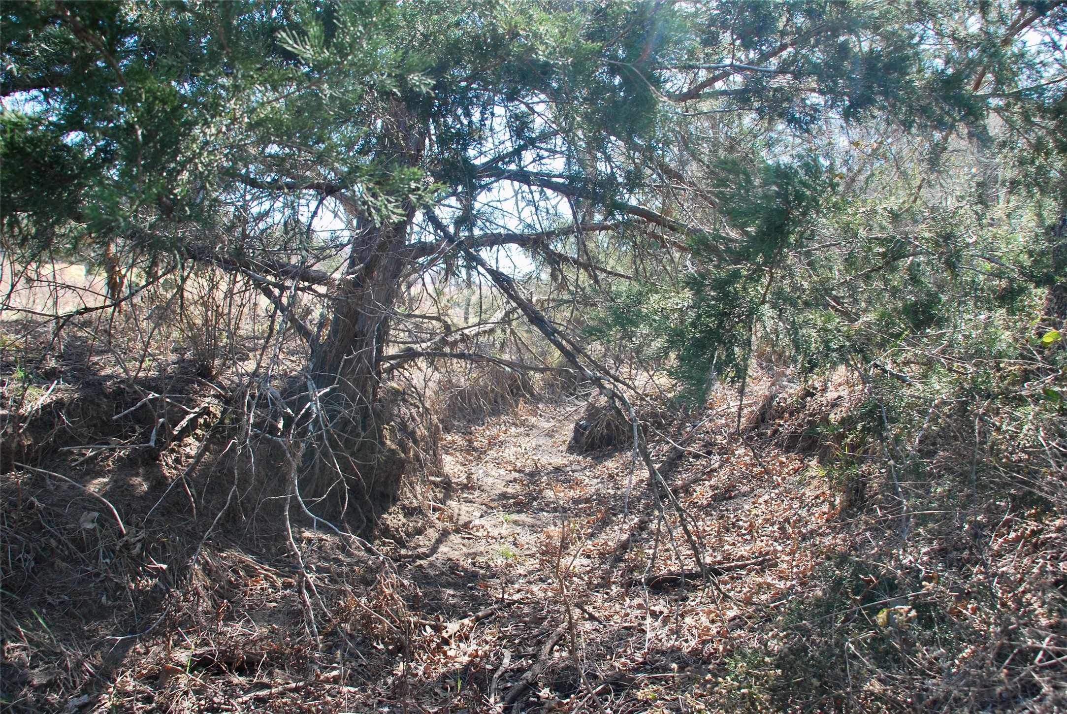 4850 Burke Road Flatonia, TX 78941 - Photo 41 of 45 a view of tree