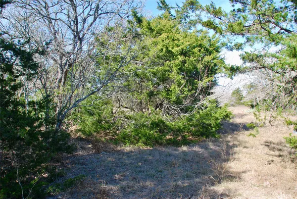 a view of dirt yard with a large tree