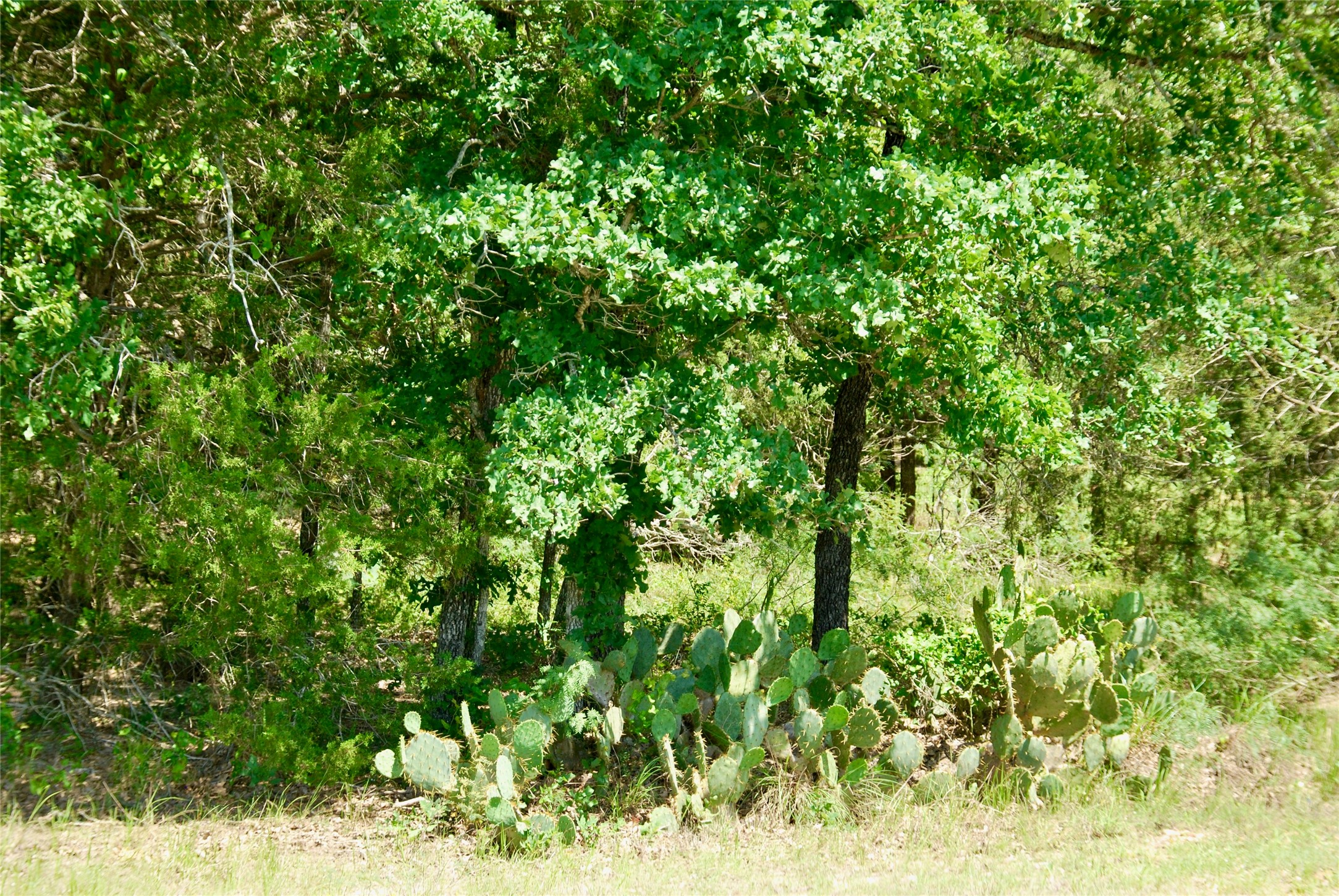 4850 Burke Road Flatonia, TX 78941 - Photo 42 of 46