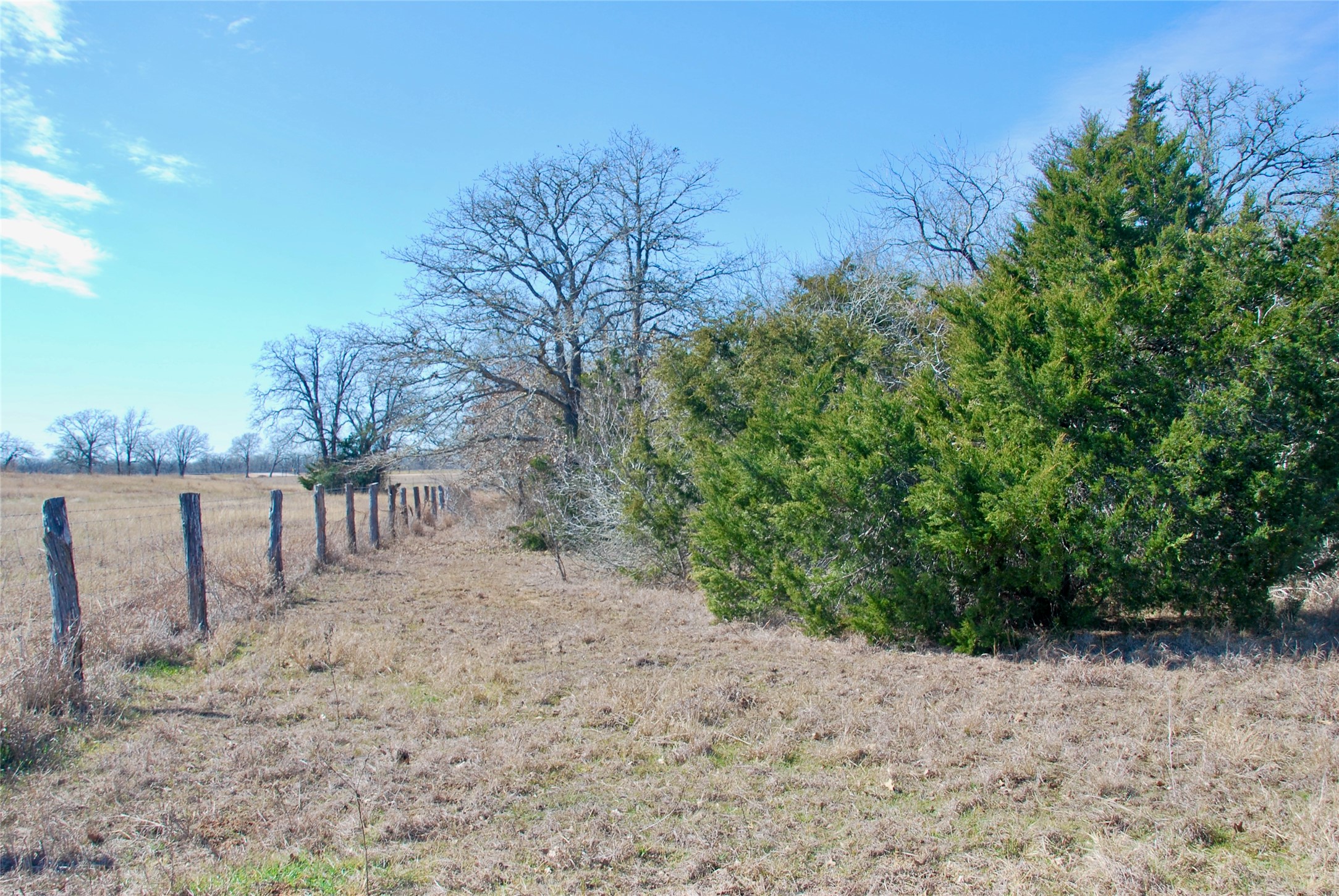 4850 Burke Road Flatonia, TX 78941 - Photo 43 of 45 a view of dirt yard with a large tree