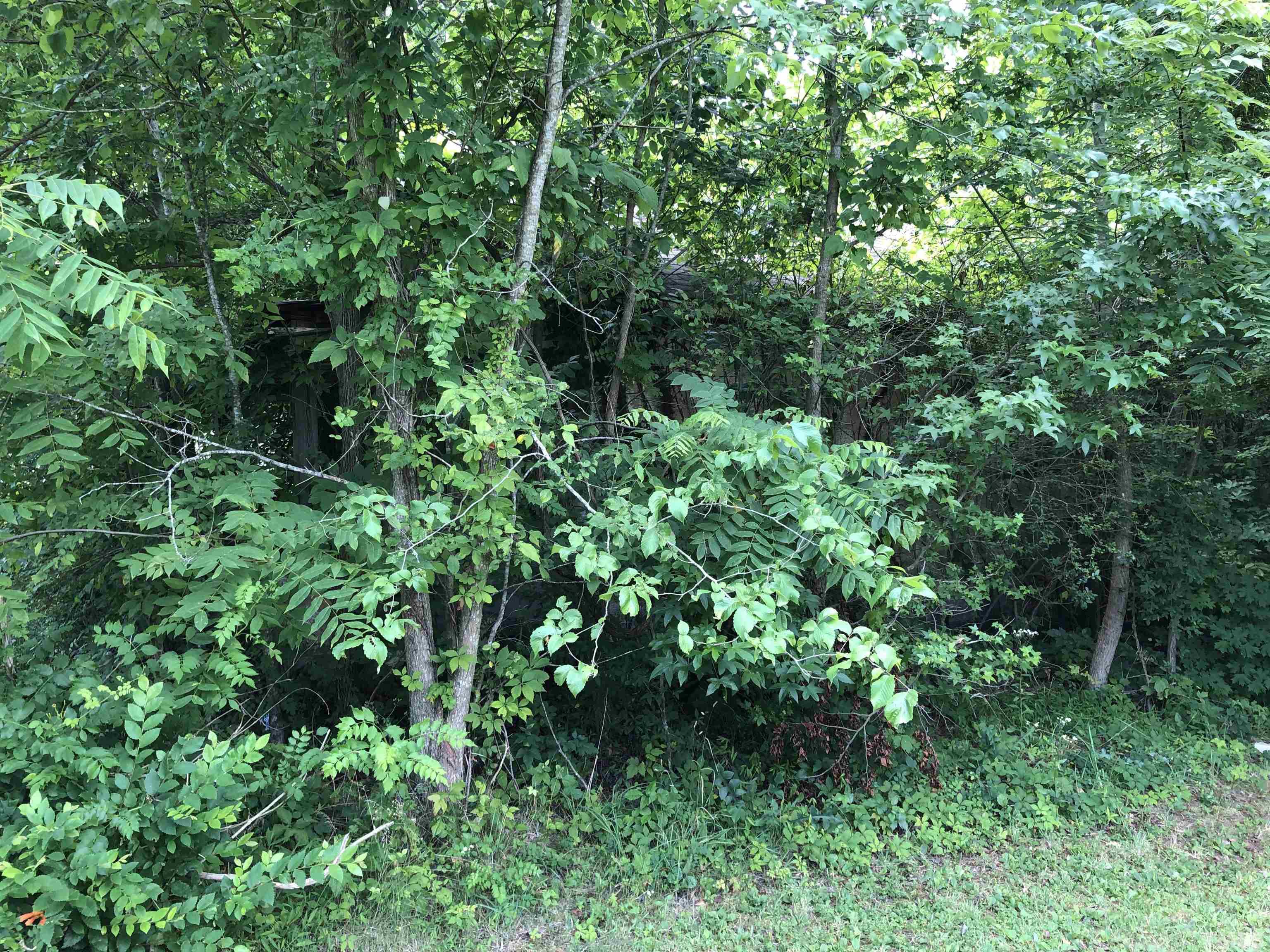 277 Cavel Chub Lake Road Roxboro, NC 27574 - Photo 11 of 24 a view of a lush green forest