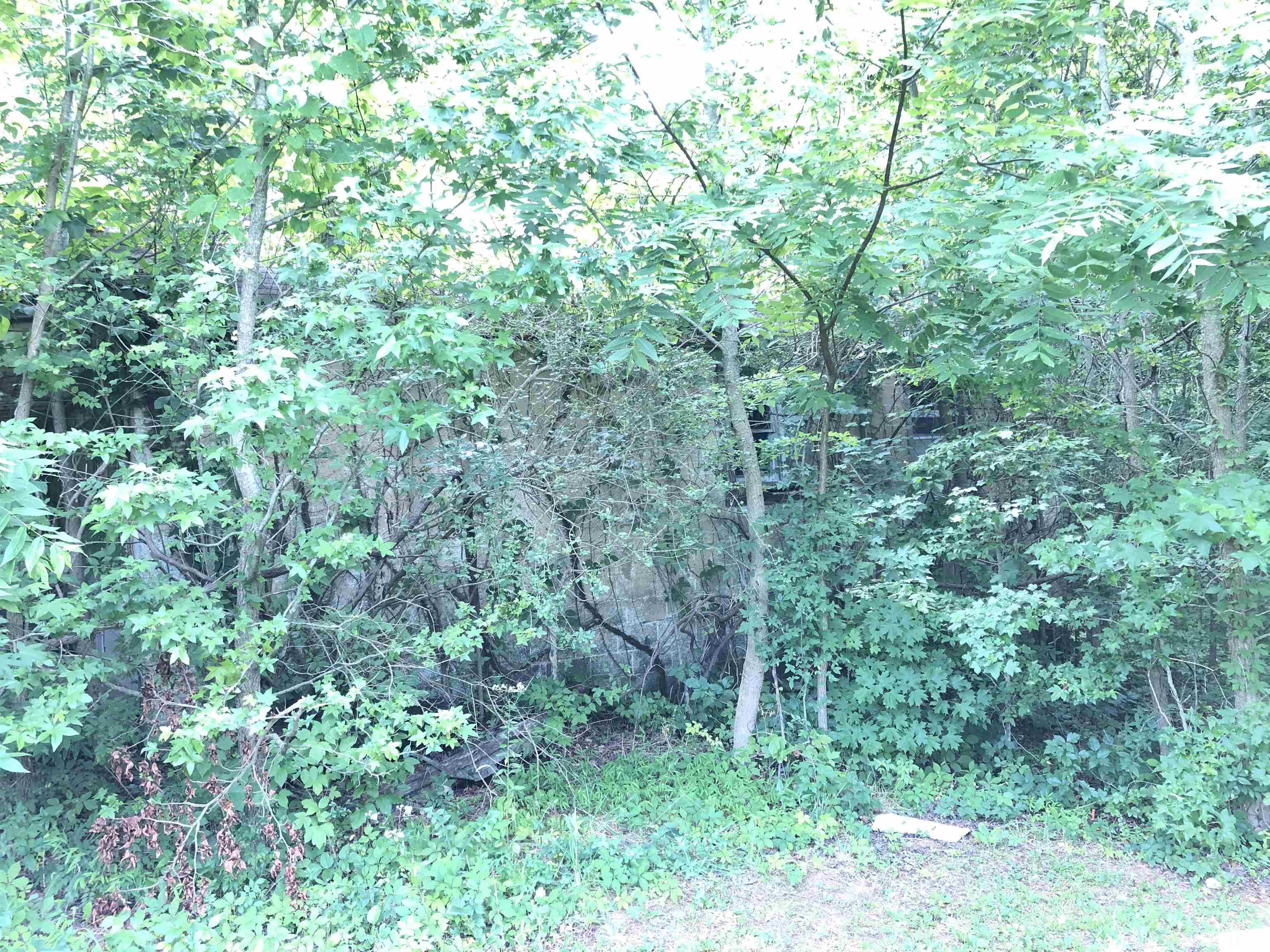 277 Cavel Chub Lake Road Roxboro, NC 27574 - Photo 12 of 24 a view of a lush green forest