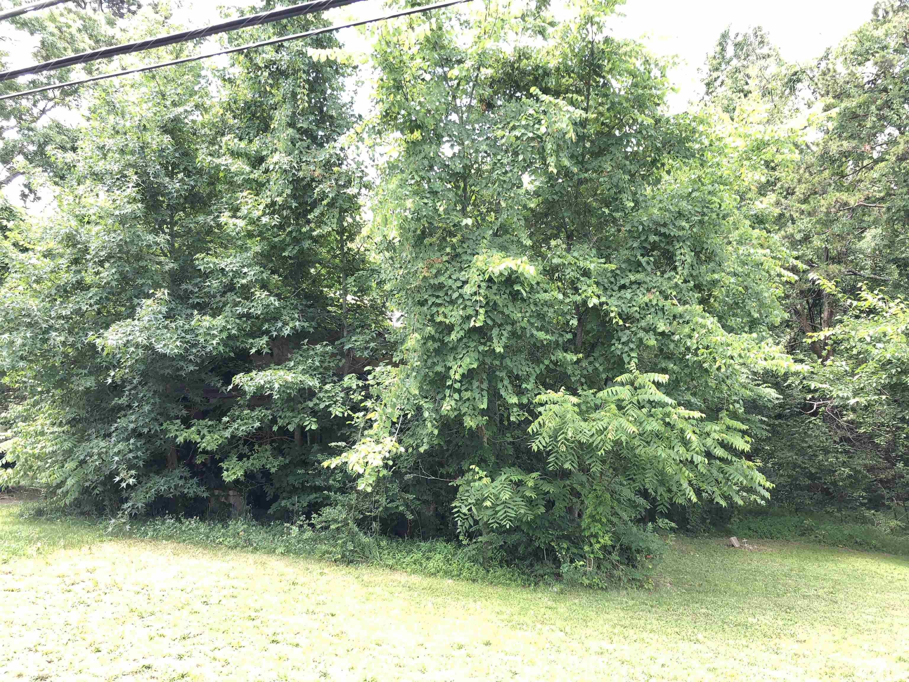 277 Cavel Chub Lake Road Roxboro, NC 27574 - Photo 17 of 24 a view of a yard with a tree