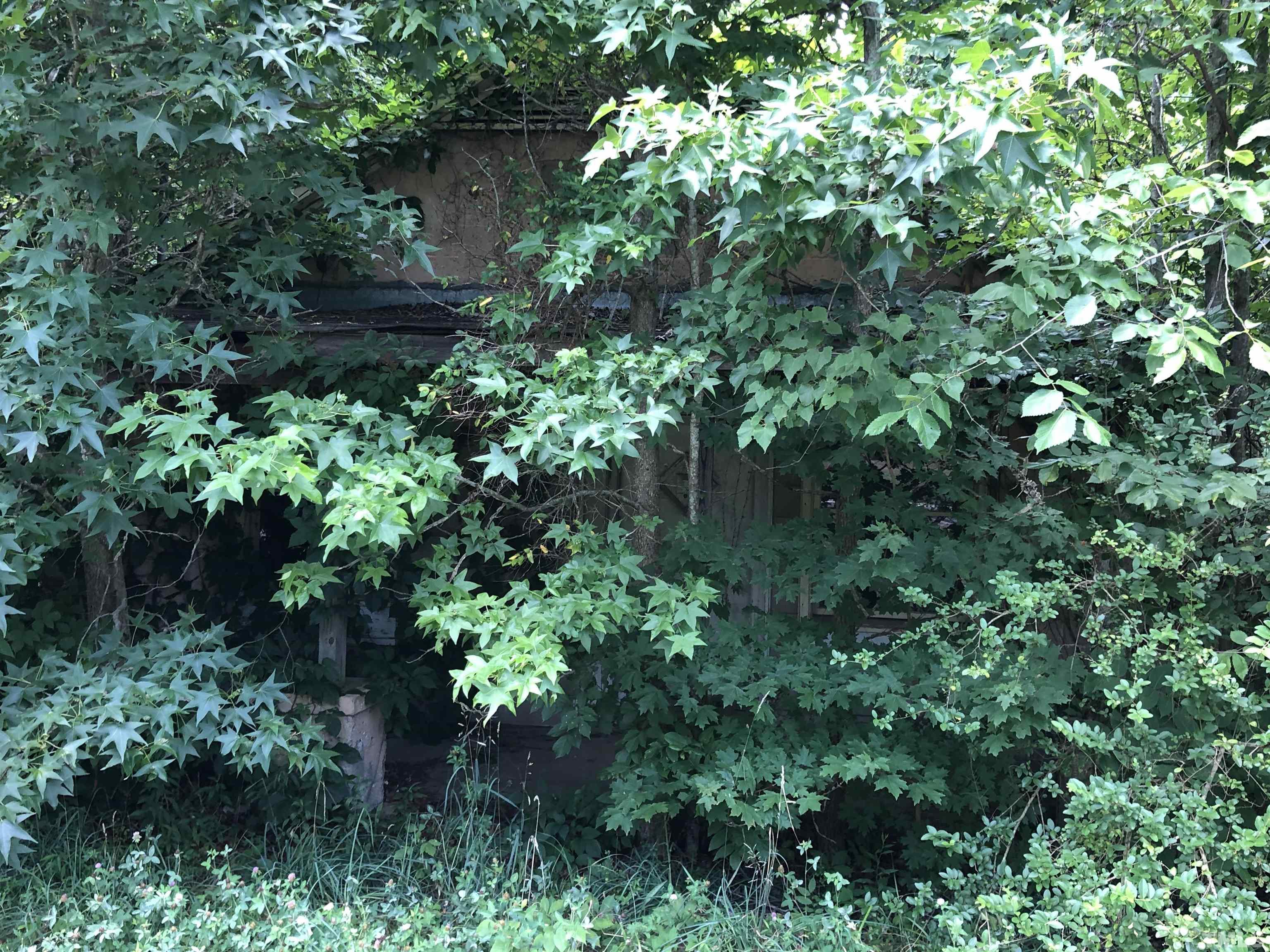 277 Cavel Chub Lake Road Roxboro, NC 27574 - Photo 9 of 24 a plant view in yard