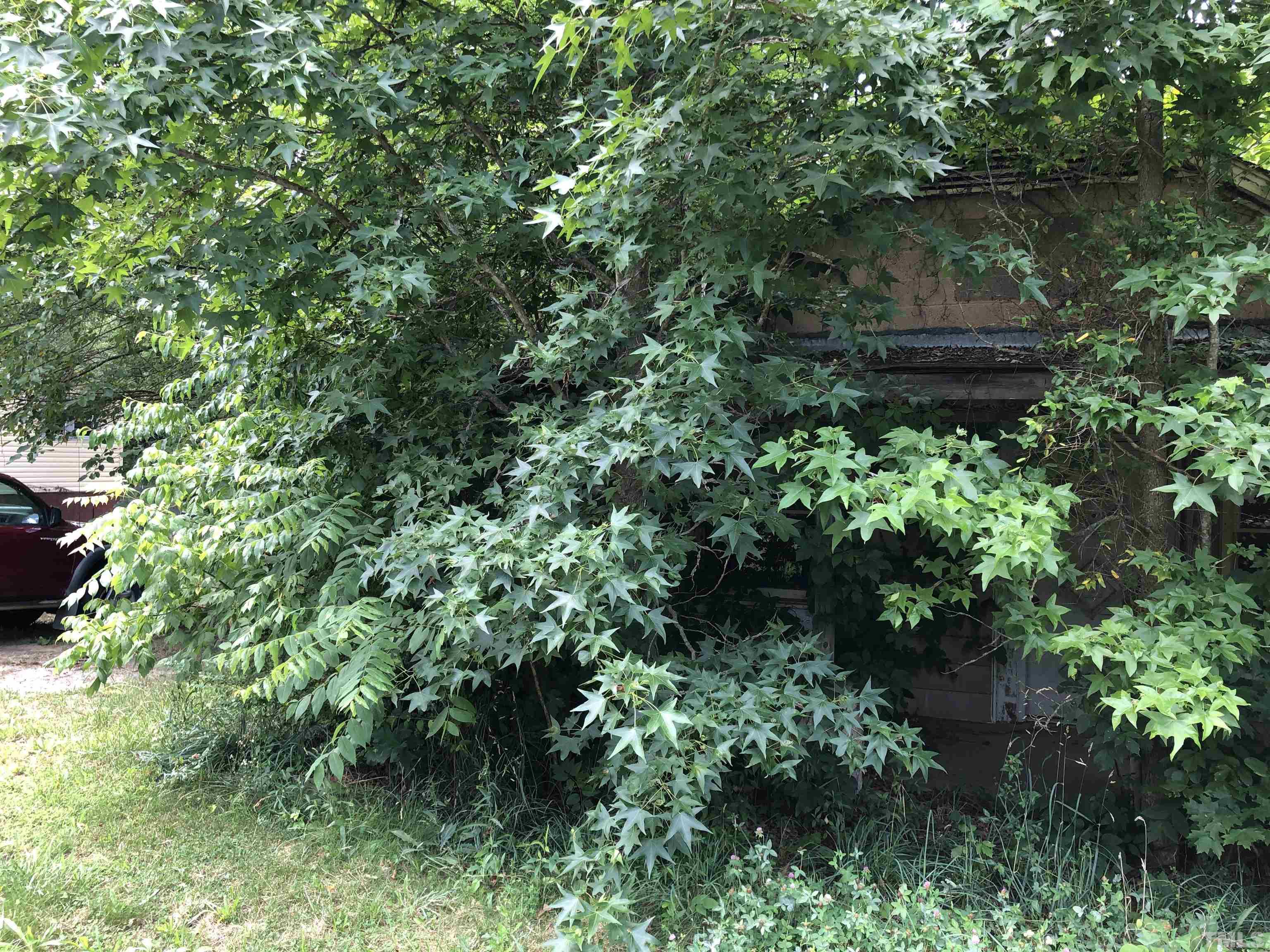 277 Cavel Chub Lake Road Roxboro, NC 27574 - Photo 10 of 24 a view of a tree in a garden