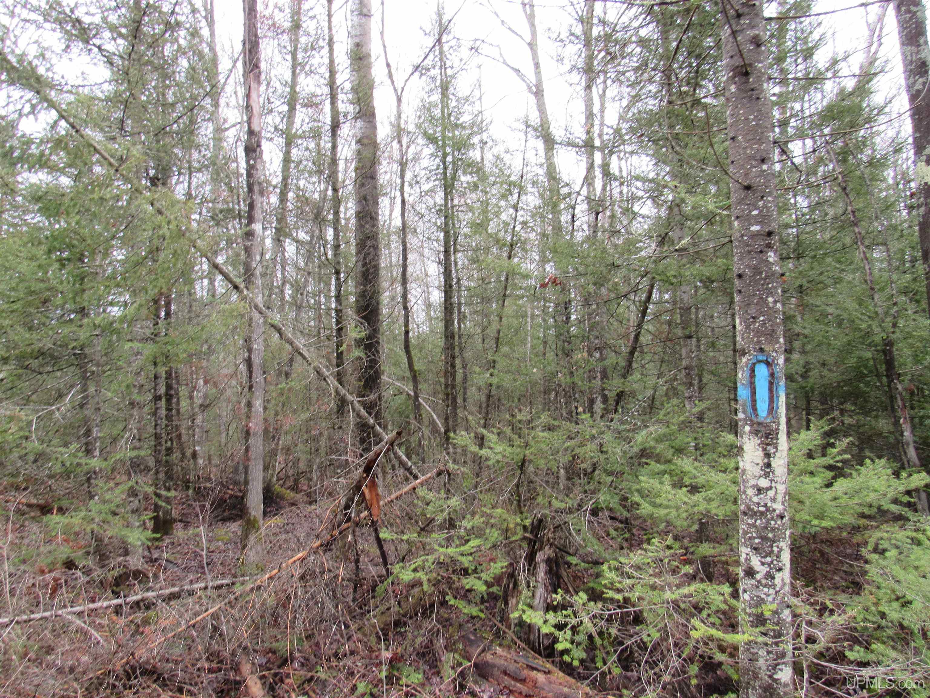 Tbd Deerton-sand Lake Road Deerton, MI 49822 - Photo 21 of 23
