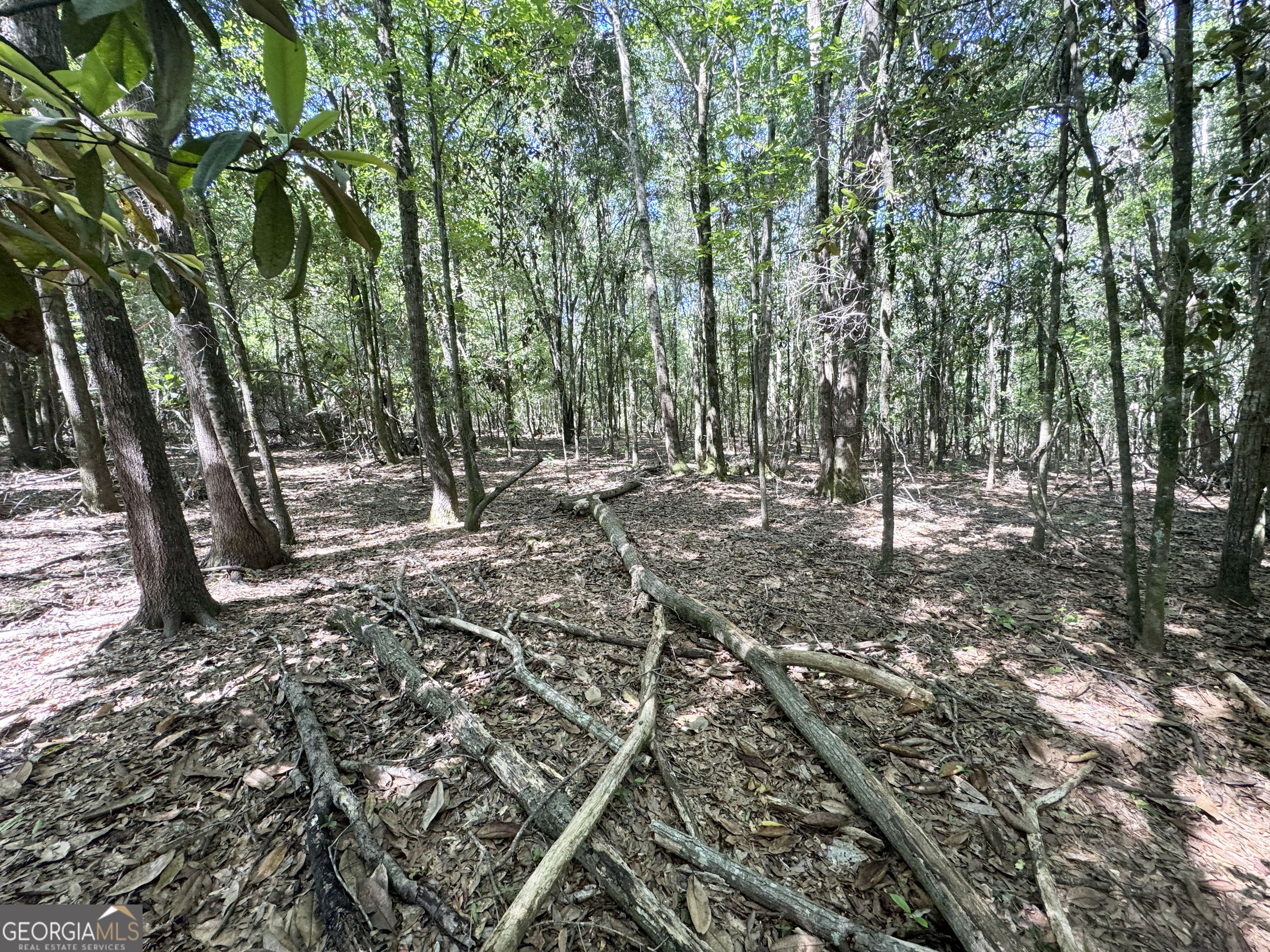 2415 Highway 82 Cuthbert, GA 39840 - Photo 10 of 25 a view of outdoor space with trees
