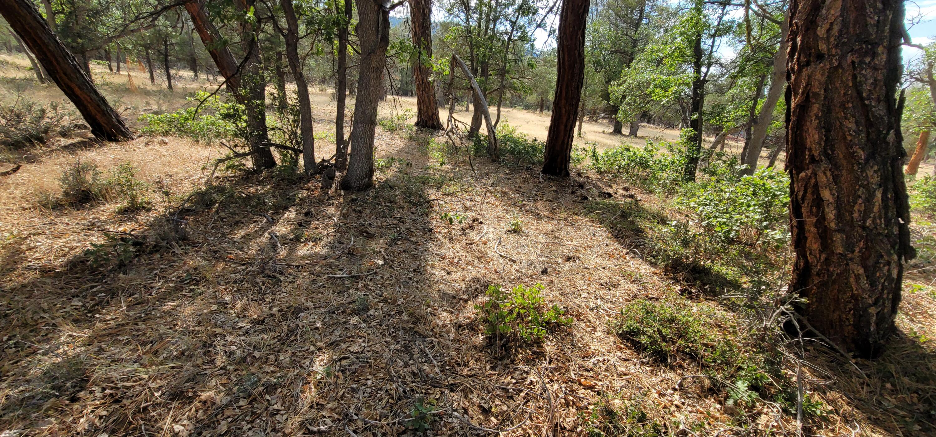 32 Shoshoni Loop Fall River Mills, CA 96028 - Photo 3 of 7 a view of forest
